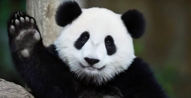 Talking Animals AI – Kostenloser Generator für sprechende Haustier-Videos
